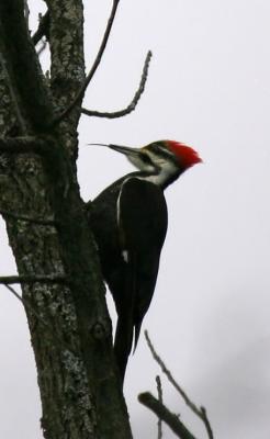 Pileated tongue