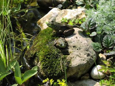 Frogs on a rock