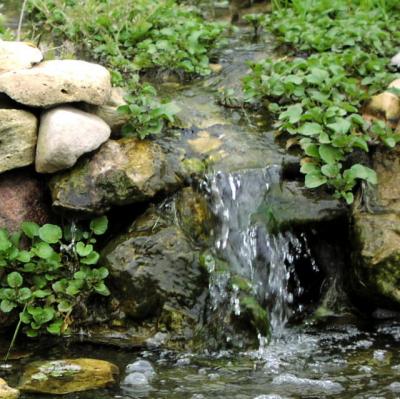 2000 waterfall and watercress