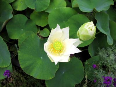 'Shirokunshi' Lotus