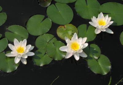 u13/karenfrogpond/medium/3691049.June23_2002005.jpgsmall.jpg