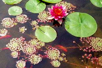 Sultan waterlily and Mosaic plant