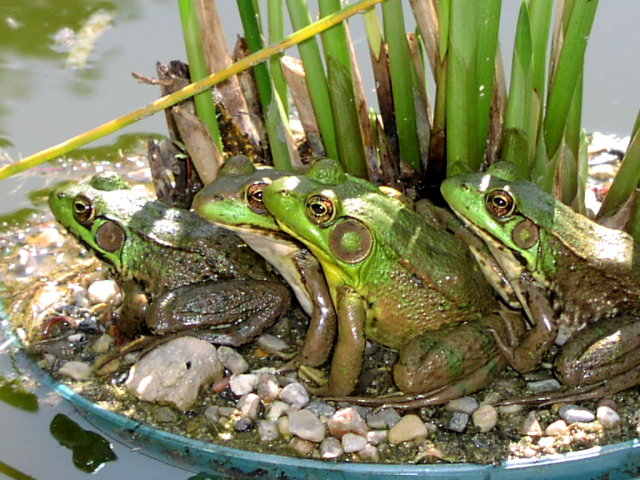 4 frogs in a row
