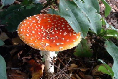 Fly Agaric (Amanita muscaria)