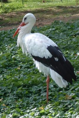 Planckendael