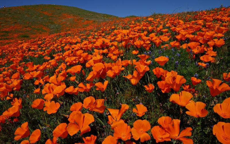 078 Hillside of poppies_0169Ps`0503081131.jpg