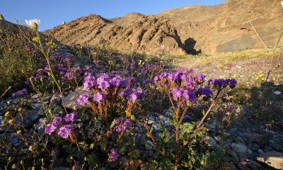 011 Notch Leaf Phacelia in front of Titus Canyon mouth_9328Ps`0503021648.jpg