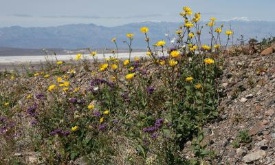 012 Notch Leaf Phacelia, Desert Gold, etc_9874Nfp`0503031058.JPG