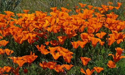 077 Poppy bunch_1515Ps`0503081029.jpg