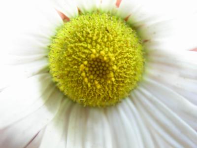 Daisy with super macro and the Hoya +4 close up lens.