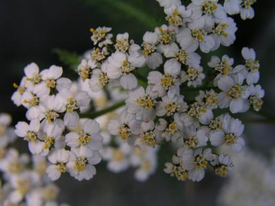 Achillea Millifolium