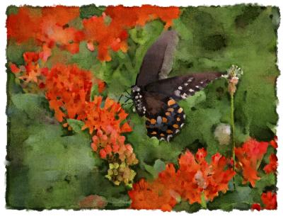 butterfly painting.jpg