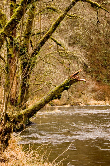 Tree With Moss