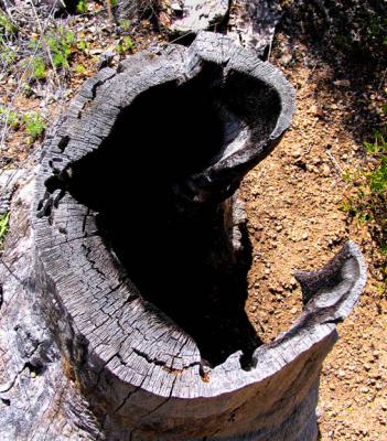 C is for Charred stump