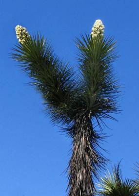 Y is for Yucca