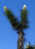Y is for Yucca