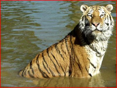 Siberian tiger.