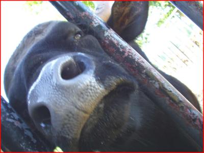 Gaur,