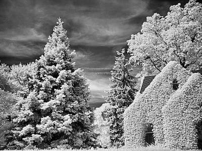 Neighbor's Ivy covered house in Infrared