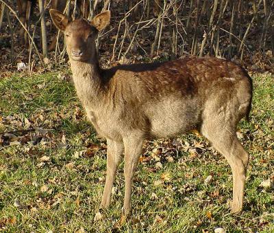 Cautious Doe