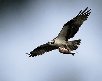 An Osprey Returning To The Nest With Breakfast