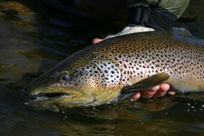 Bow River Brown