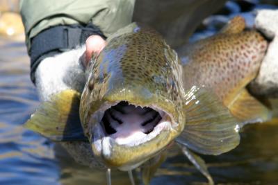 Bow River Brown