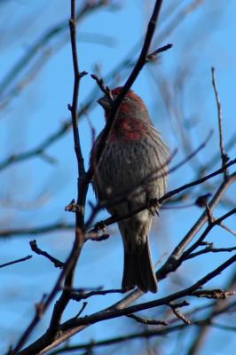 DSC_5052A.jpg