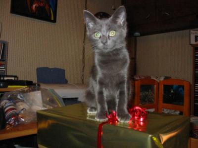 Should you have a kitten at Christmas?