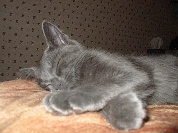 Tired Gus