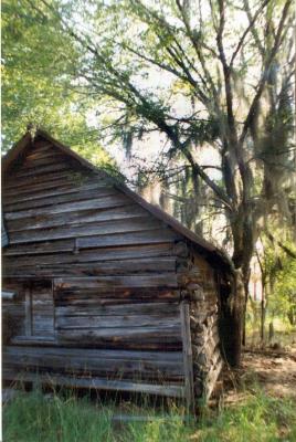 Swamp Old cabin