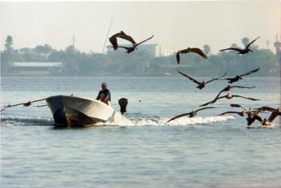 Vehickle Boat Fla birds