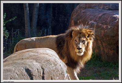 Lion Behind Rock - IMG_0959.jpg