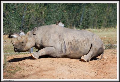 Rhino Laying - IMG_0944.jpg