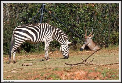 Zebra Eating - IMG_0953.jpg