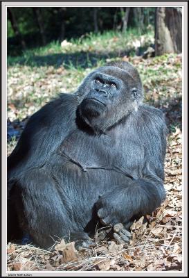 Gorilla Wondering - IMG_0986.jpg