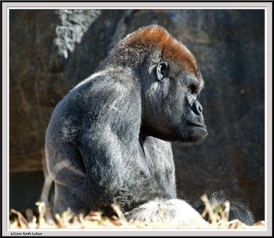 Gorilla with Attitude - IMG_990-Crop.jpg