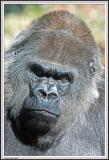 Gorilla Stare - IMG_0984.jpg