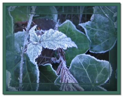 Frosty Blackberry