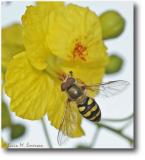 Bee on Palo Verde Blossom