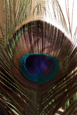peacock feather by Kate Westrop