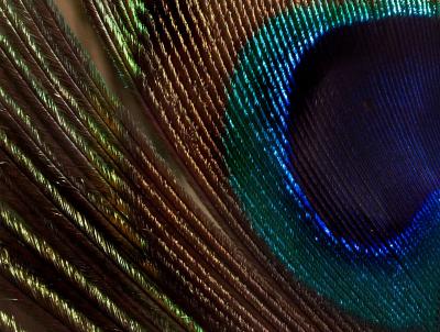 Peacock Feather Closeup by Kate Westrop