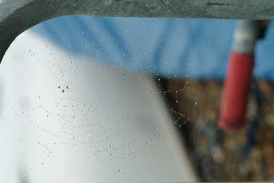 Dewdrops on web by Kate Westrop