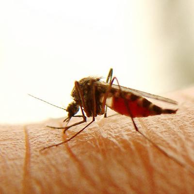 Mosquito bites.jpg