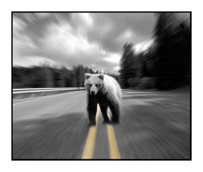road bear.jpg