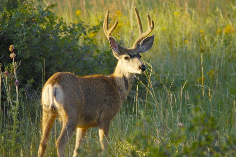 Single Buck