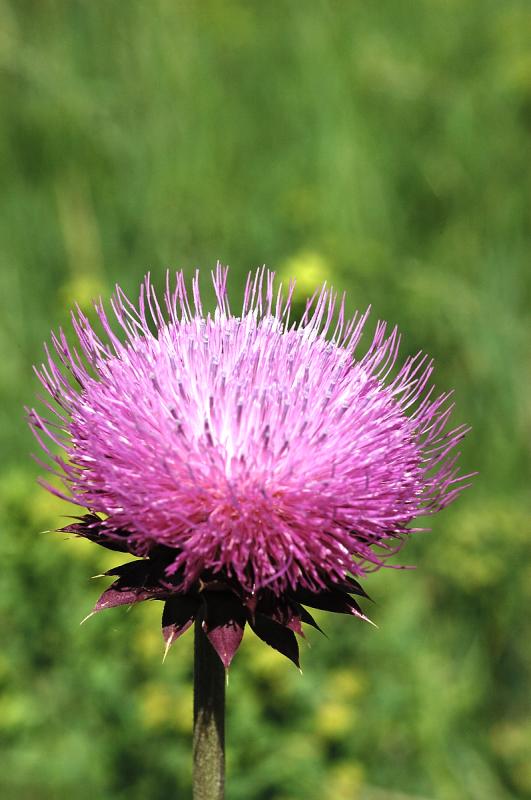 Thistles Beauty