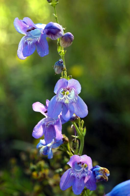 Alpine Blue Beauty