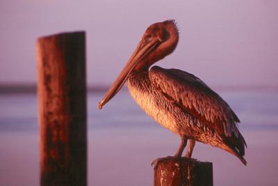 Brown Pelican