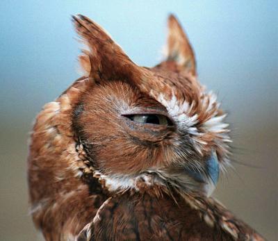 Eastern Screech Owl